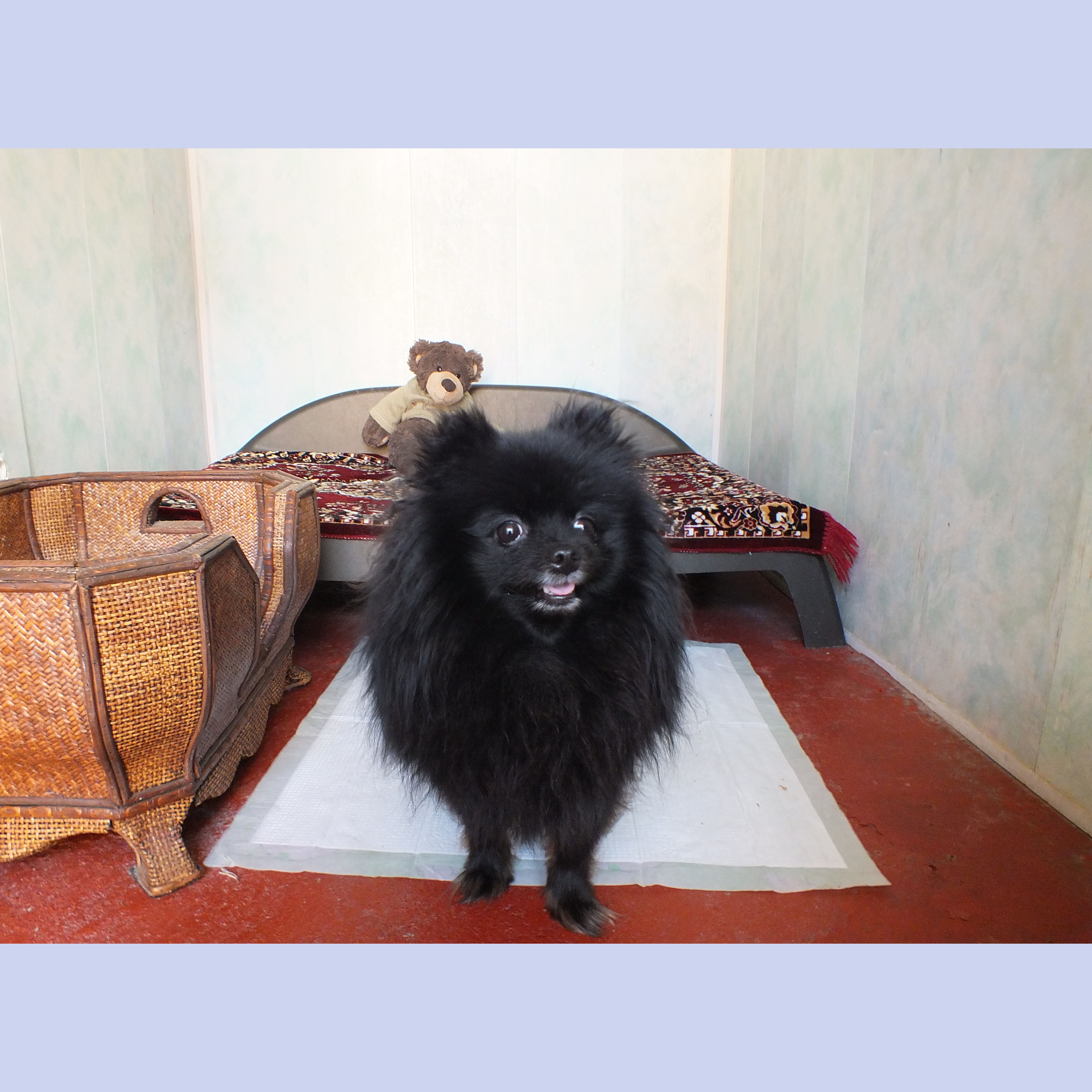 http://www.zoohotel.ru/php/imageresize.php?s=200&img=../dbcontent/102/311.jpg
